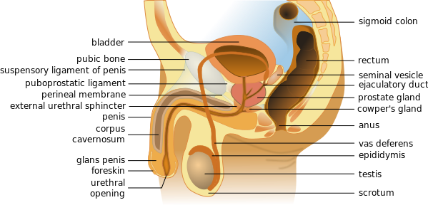 Best sexsologist clinic in Lucknow